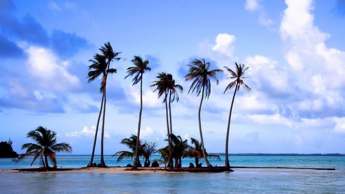 Palm trees on a tropical island with blue sky and clouds