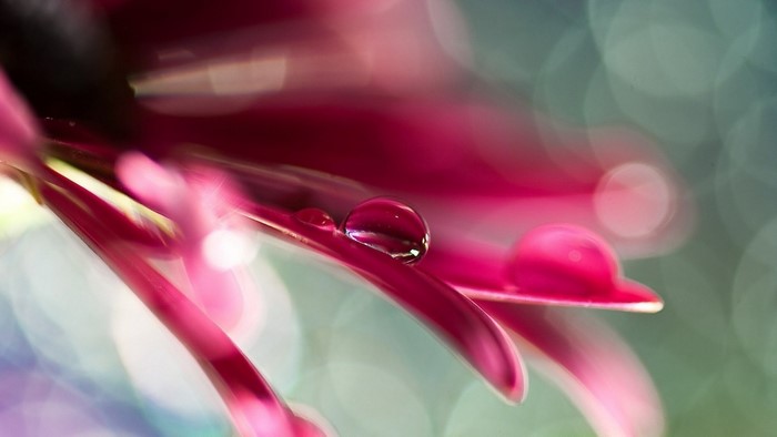 Macro photography of water drops on pink flower petals