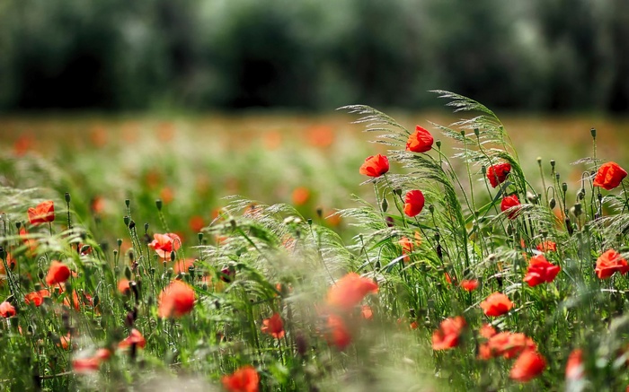 Field of red poppies and tall grass