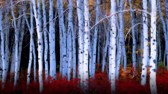 Birch trees with red foliage in autumn forest