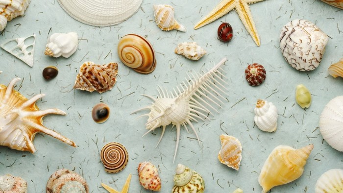 Assortment of seashells and starfish on a textured surface