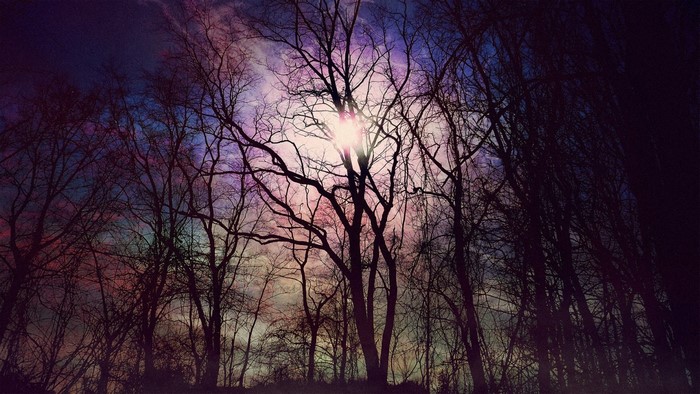 Silhouetted trees against a colorful sunset sky