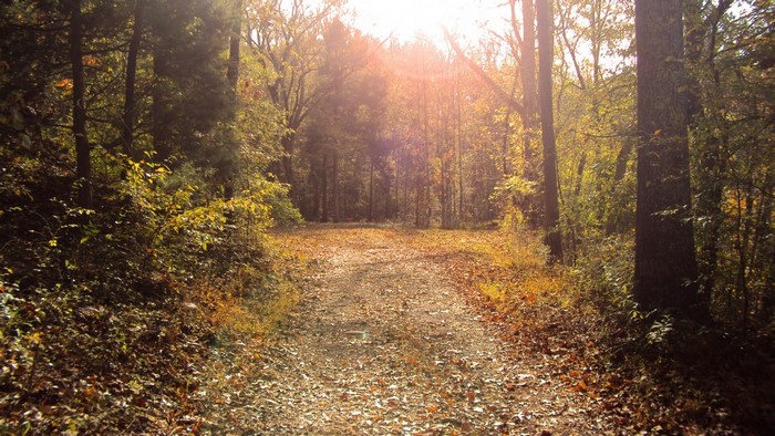 Sunlight filtering through trees onto a leaf-covered forest path in autumn