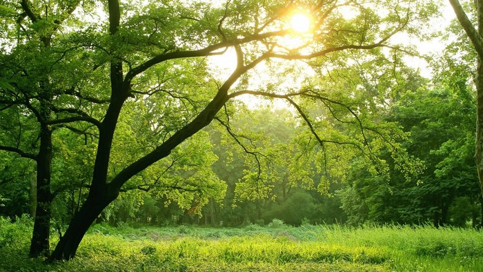 Sunlight filtering through green trees in a forest meadow