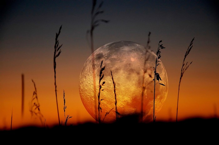 Moon rising over a field at sunset