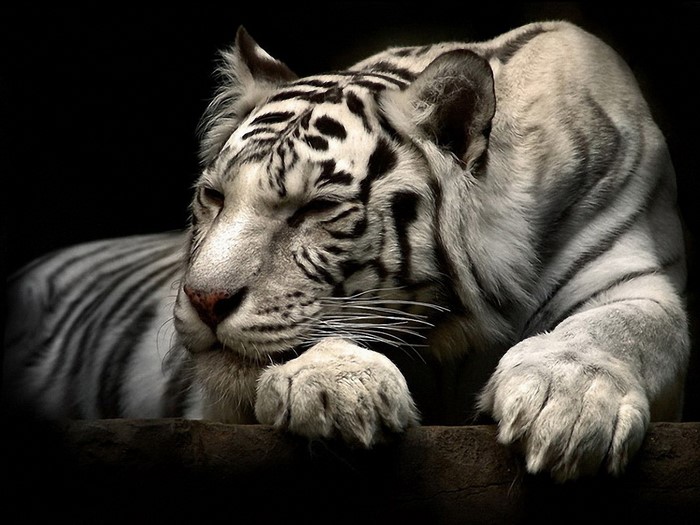 White tiger resting against a dark background