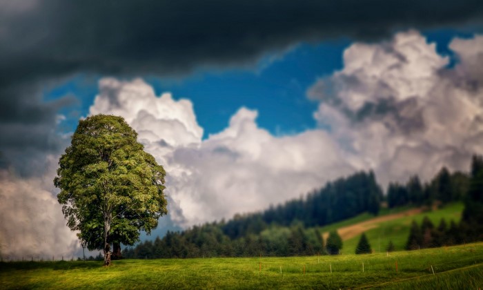 Lone tree in a grassy field under dramatic clouds