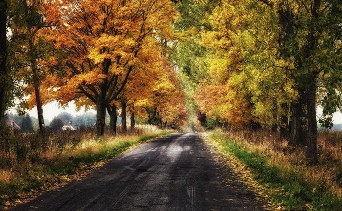 Road lined with autumn trees