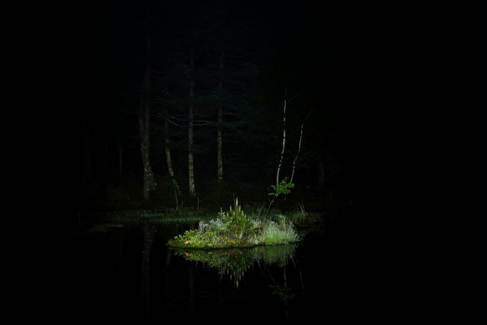 Island in a dark forest at night with reflection