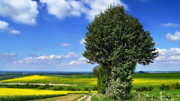 A lone tree stands in a vibrant green and yellow landscape under a blue sky.