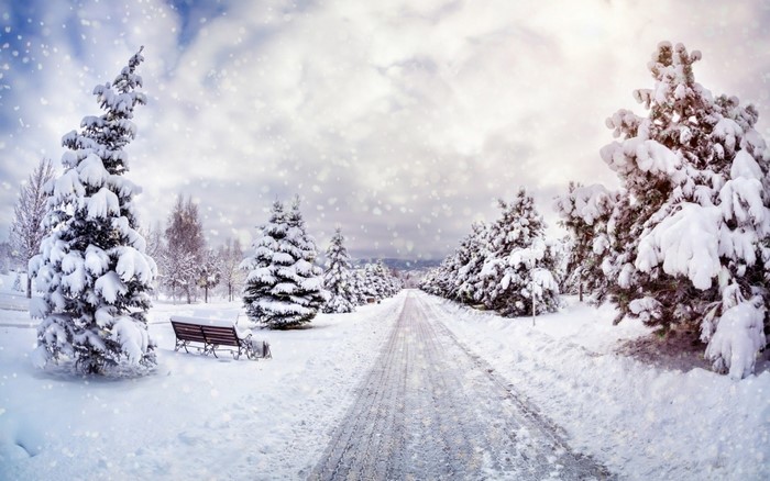 Snowy park path with fir trees and bench