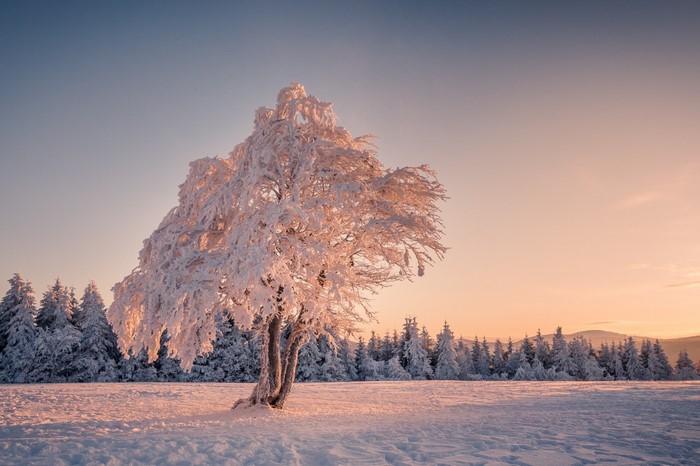Snow-covered tree in winter landscape at sunset
