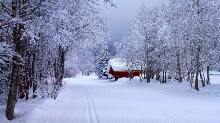 Snowy forest with a red cabin and cross-country ski tracks