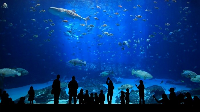 People silhouetted watching whale shark and fish in aquarium