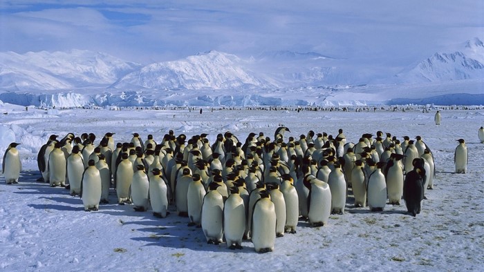 Emperor penguins gathered on snow with mountains in background