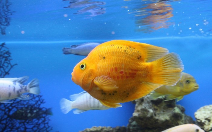 Orange Parrot Fish in Aquarium