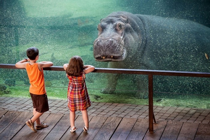 Children watching a hippopotamus at the zoo