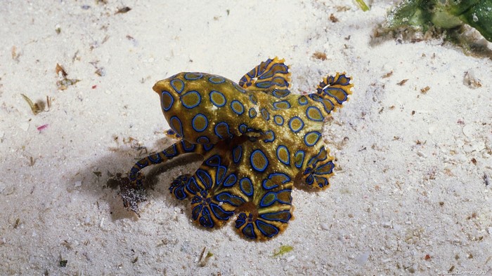 Blue-ringed octopus on sandy seabed