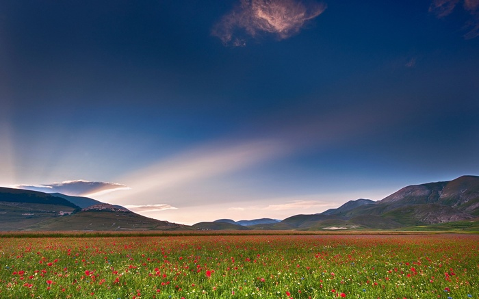Field of red poppies and mountains under a blue sky