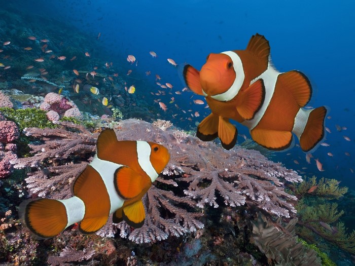Two clownfish swim near a coral reef