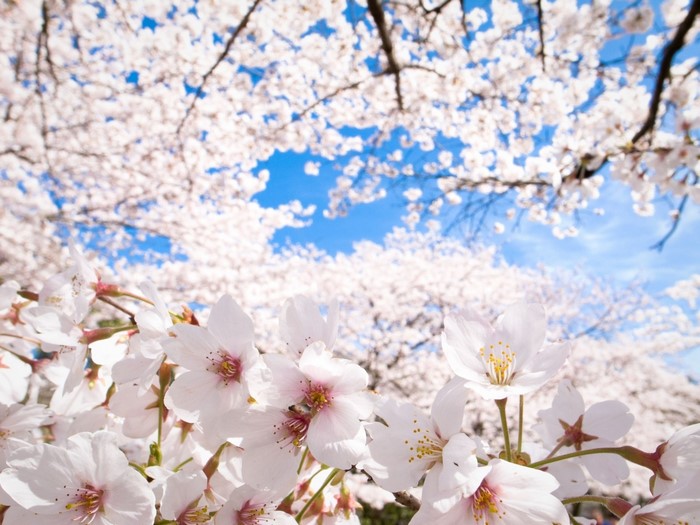 Cherry blossoms in bloom against a blue sky