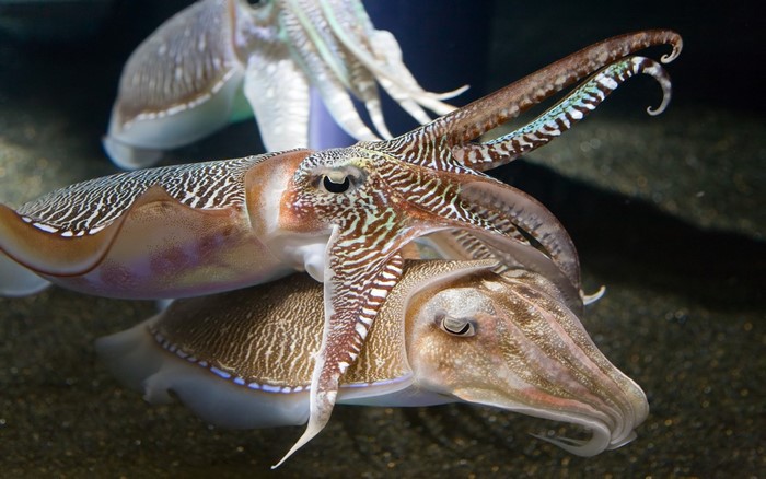 Two cuttlefish interacting in dark water