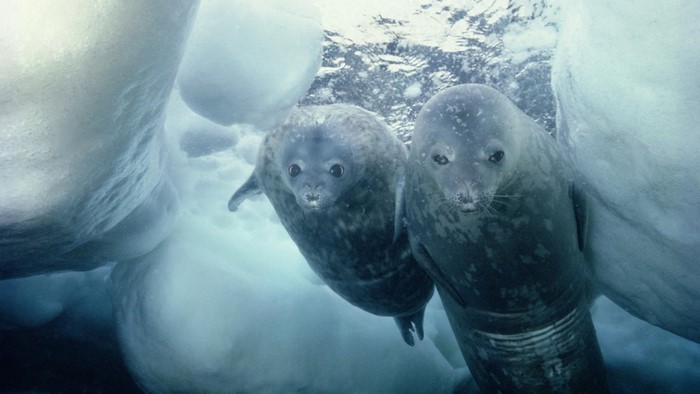 Two seals swimming underwater near ice