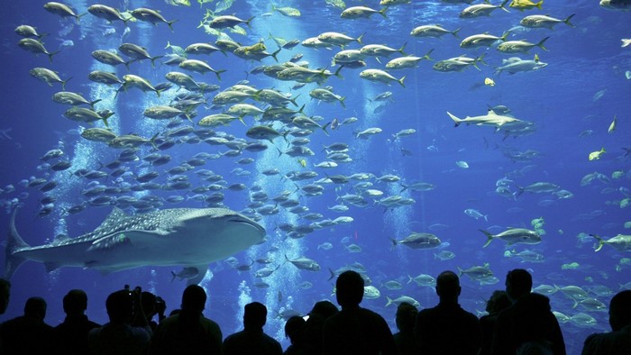 Whale shark and school of fish in a large aquarium