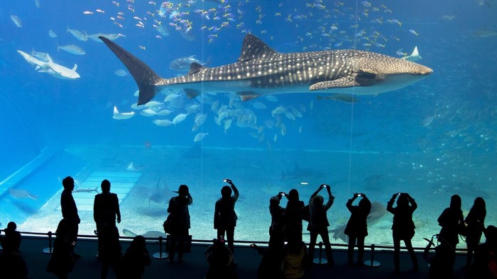 Whale shark and fish in a large aquarium with visitors