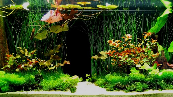 Aquarium with freshwater aquatic plants and sand substrate