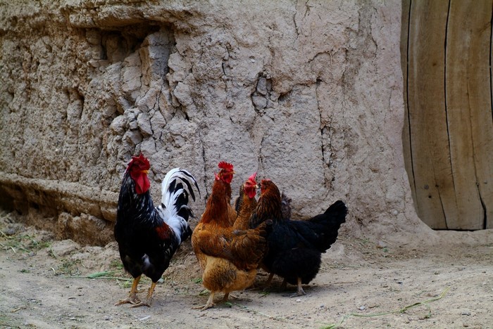Rooster and chickens in front of a mud wall