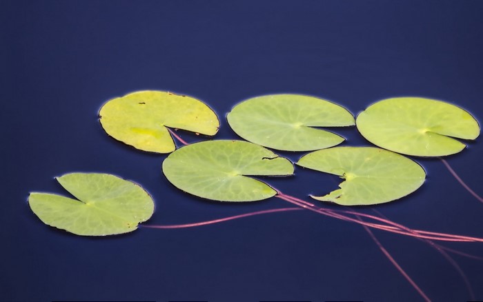 Lily pads floating on dark blue water