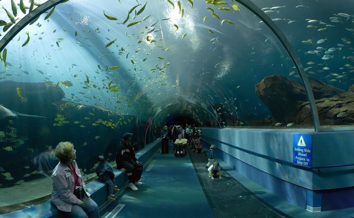People in an aquarium tunnel with fish swimming overhead