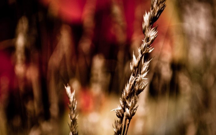 Close up of dry grass stalks with blurred red background