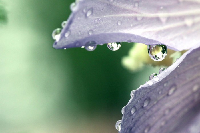 Close-up of purple flower petals with water drops