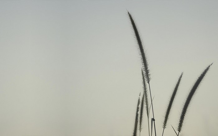 Silhouettes of foxtail grass against a pale sky