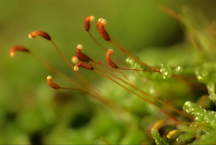 Macro photography of moss sporophytes with dew drops