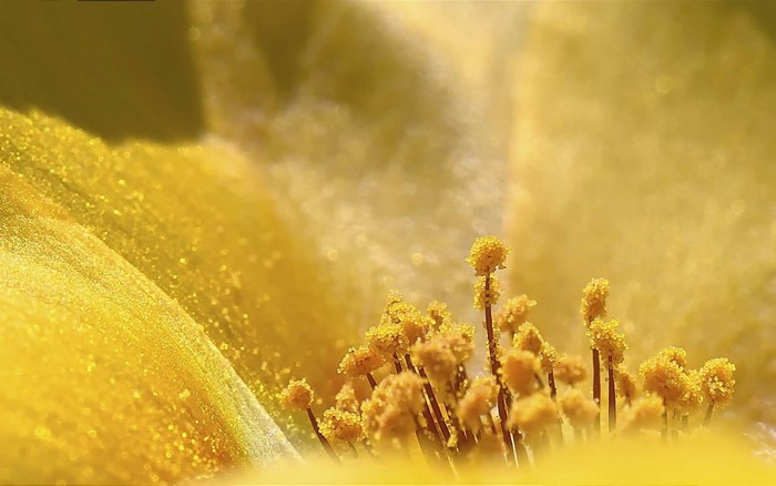 Close-up of yellow flower stamen with pollen