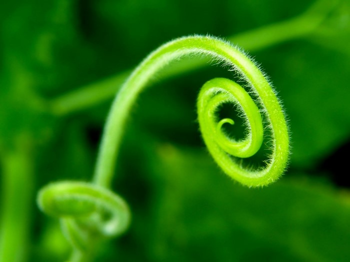 Close-up of a green plant tendril in a spiral shape