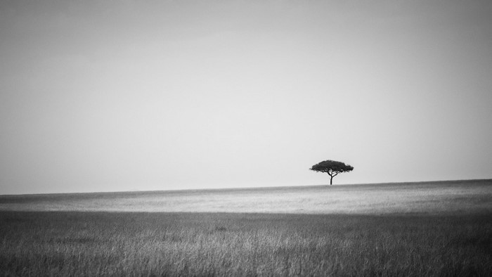 Lone acacia tree on a grassy plain under a clear sky