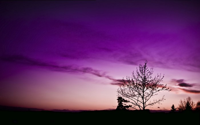 Silhouette of trees against a vibrant purple sunset sky