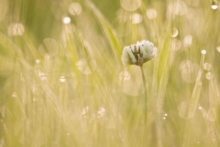 Close-up of a dew-covered white clover flower in a meadow