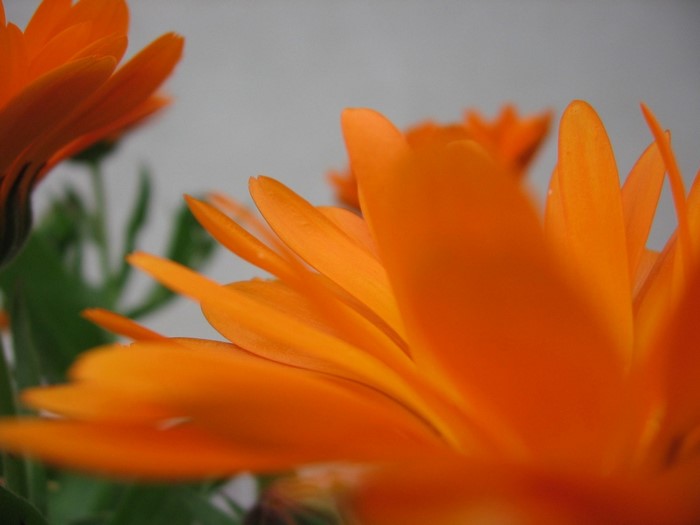Close up of orange calendula flower petals