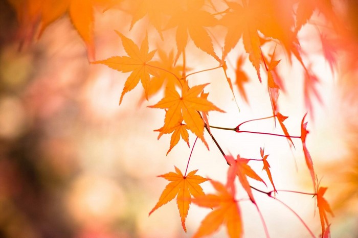 Close up of orange maple leaves in sunlight