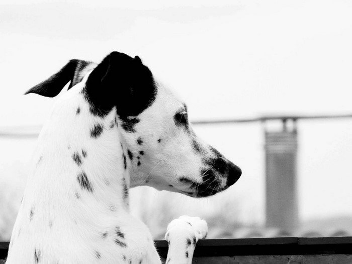 Dalmatian dog looking out
