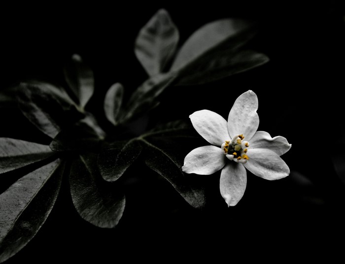 Monochrome close-up of a white flower with yellow stamens