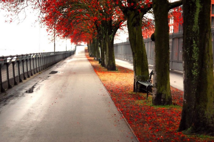 Autumn alley with red leaves and a bench