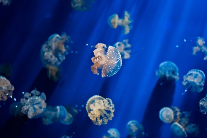 Many jellyfish swimming in blue water with light rays