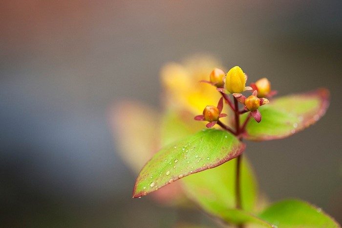 Close-up of a plant with yellow buds and green leaves with water drops