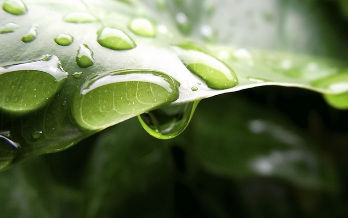 Close-Up of Dew Drops on Green Leaf